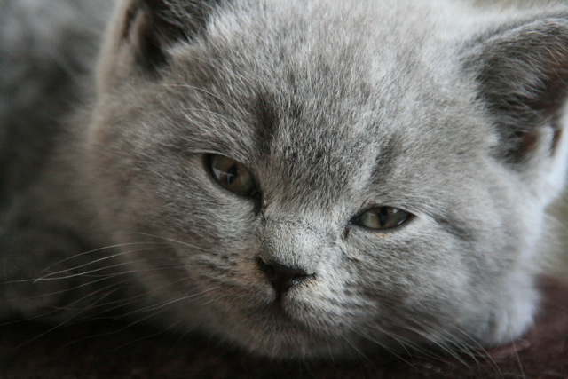 passievrucht - Brits Brits kittens, cattery